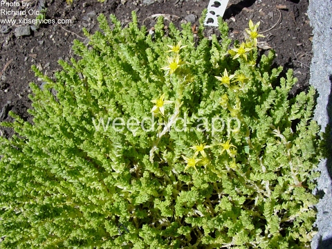 stonecrop, mossy